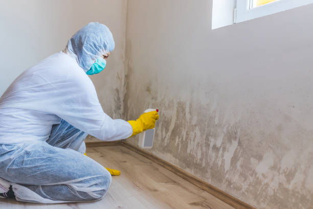 Licensed Mold Removal service in Darien, GA - WQB Mold Removal